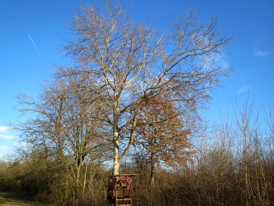 20150220Populus_tremula3