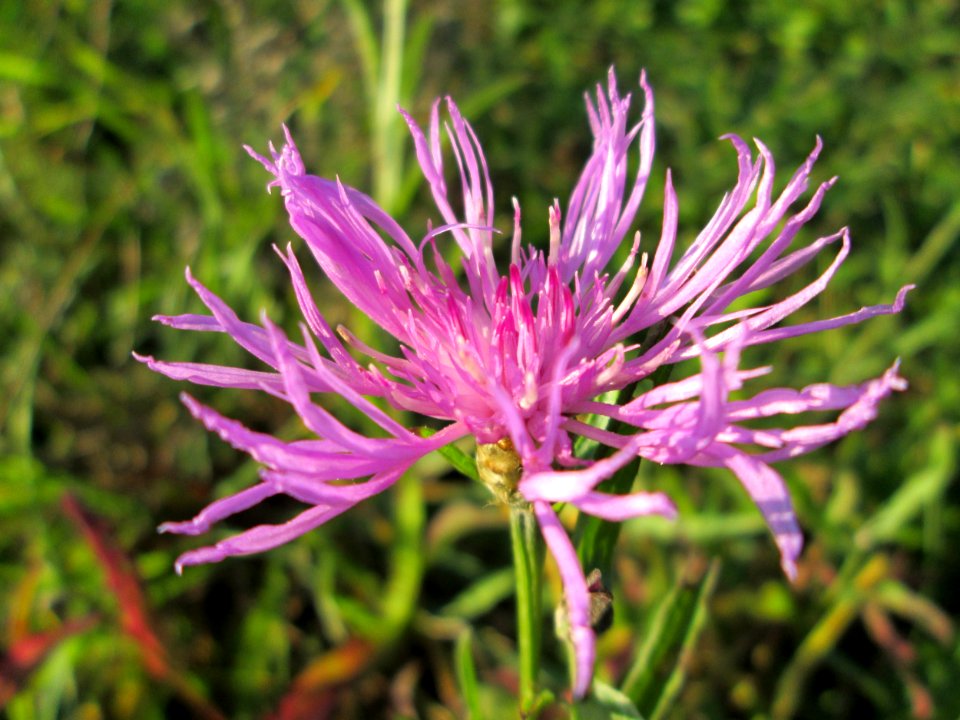 20141106Centaurea_jacea2