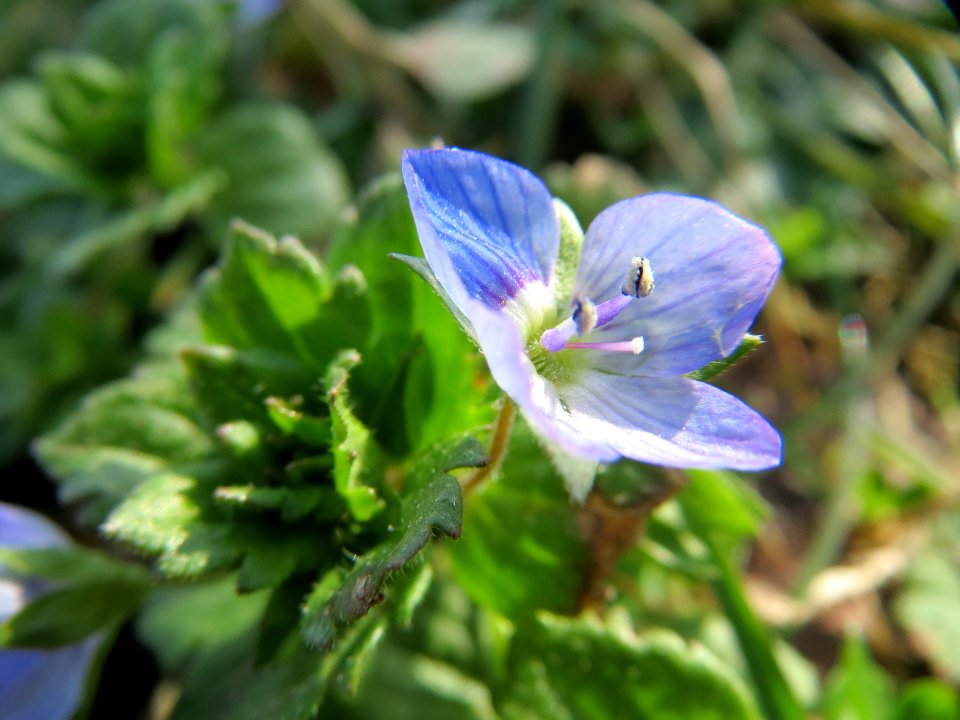 20150228Verionica_persica2
