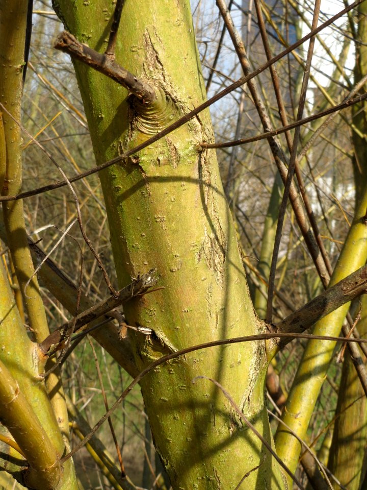 20150220Salix_alba8