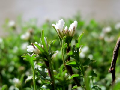 20150304Cardamine_hirsuta