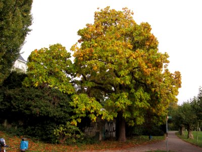 20141023Catalpa_bignonioides
