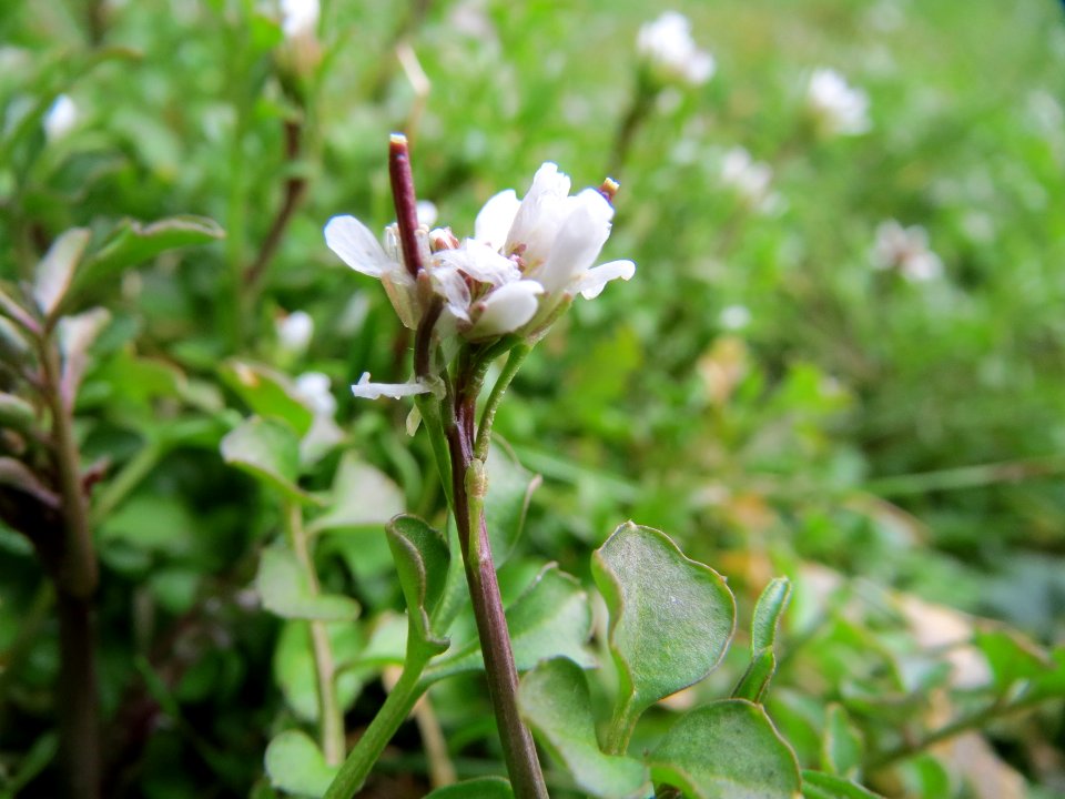 20150301Cardamine_hirsuta1