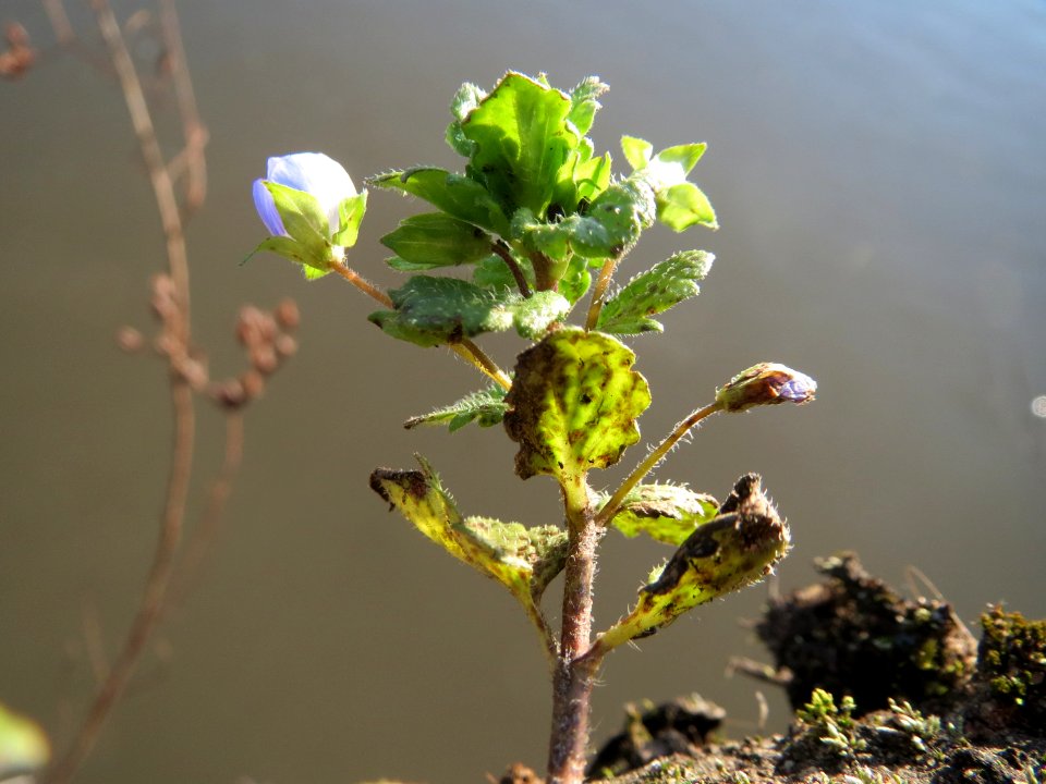 20150228Verionica_persica4