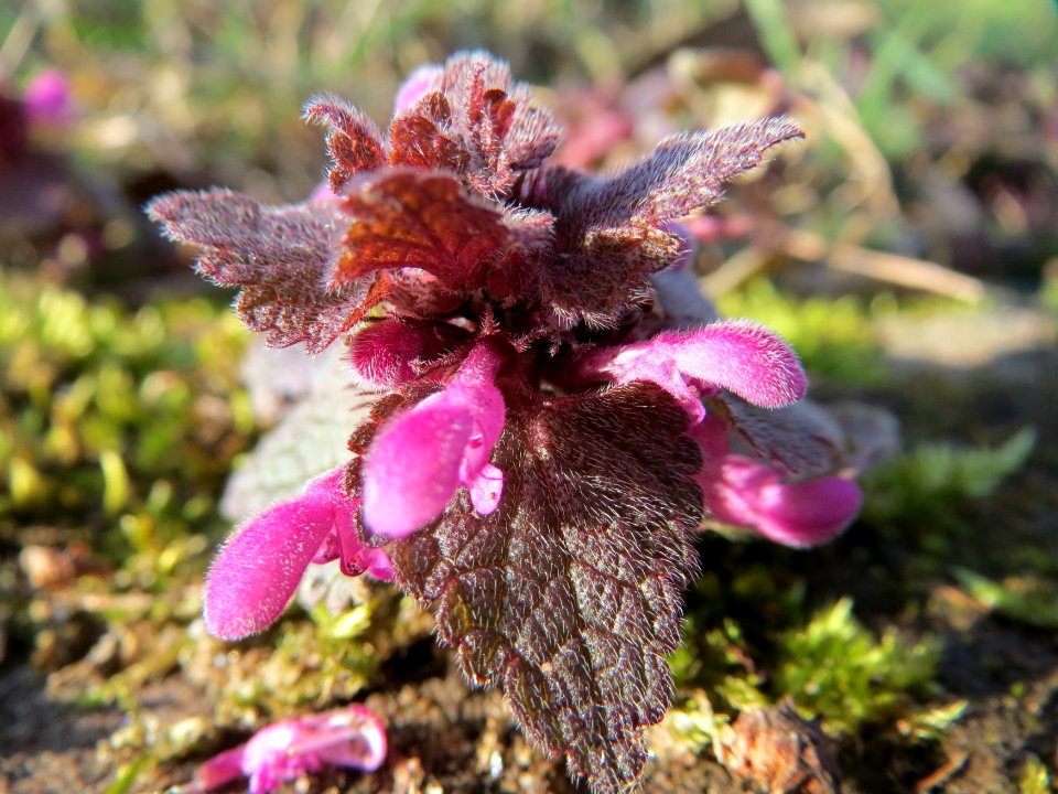20150228Lamium_purpureum3