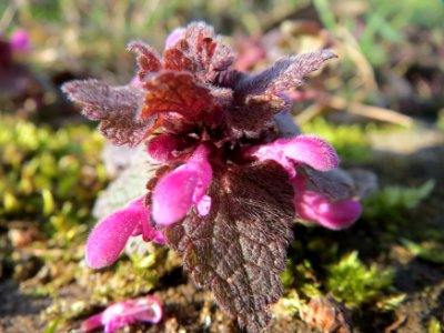 20150228Lamium_purpureum3