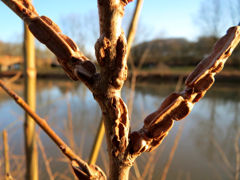 20150228Ulmus_minor4