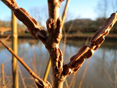 20150228Ulmus_minor4