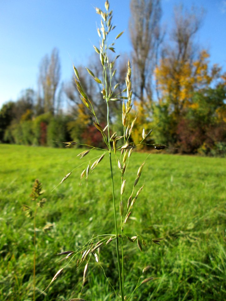 20141108Arrhenatherum_elatius1