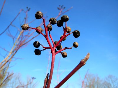 20150207Cornus_sanguinea2