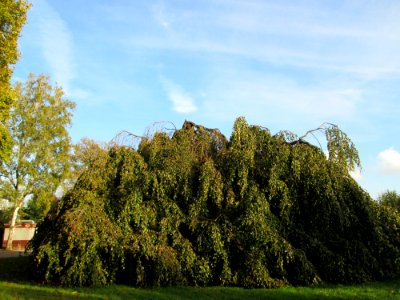 20141023Fagus_sylvatica_Pendula2