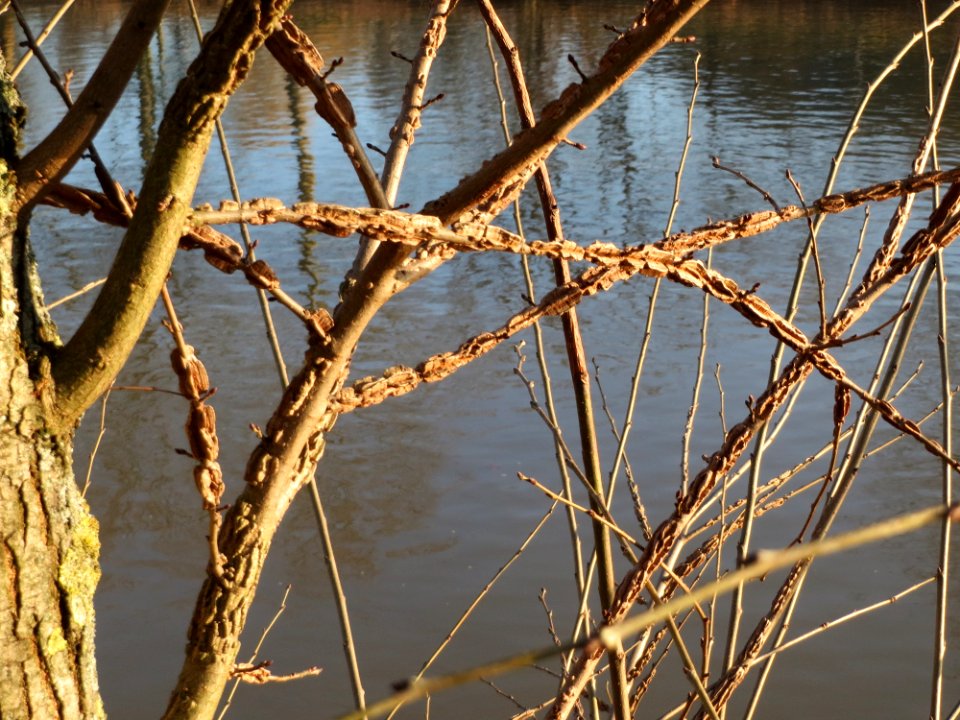 20150228Ulmus_minor1