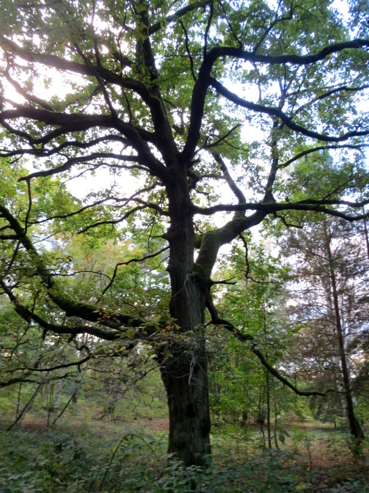 20141017Quercus_robur3