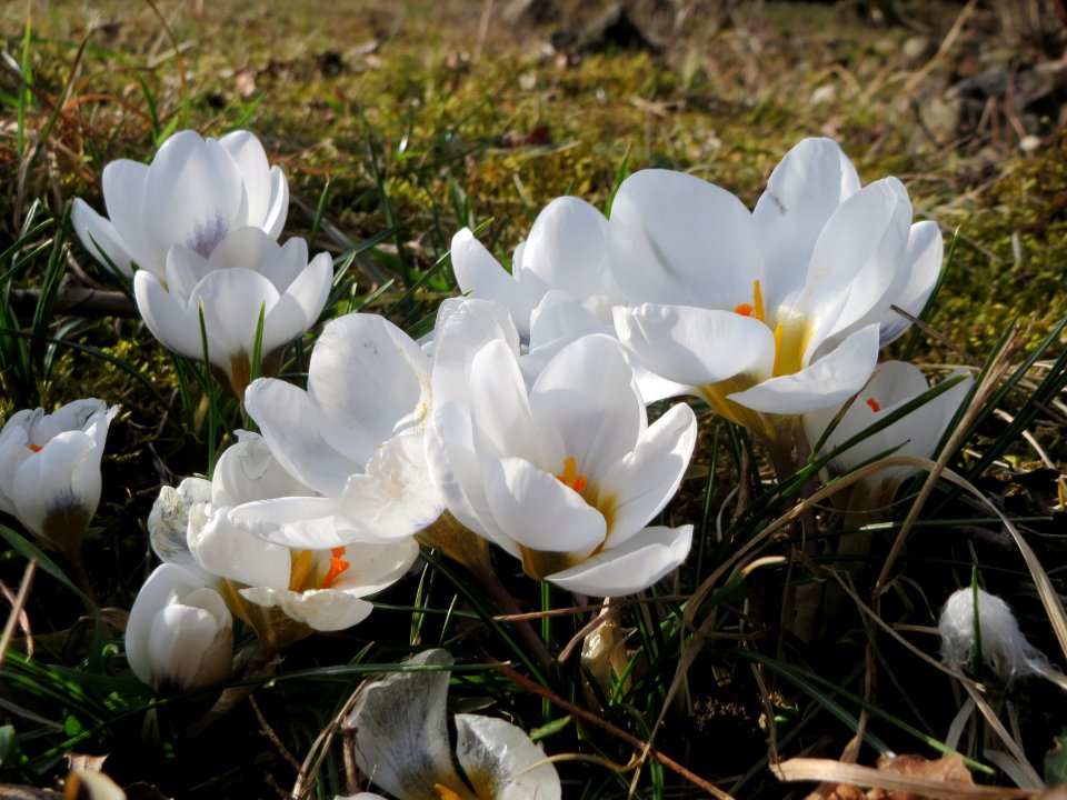 20150228Crocus7