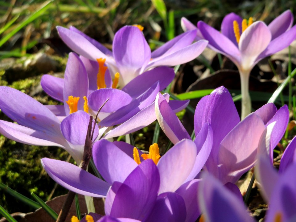 20150228Crocus_tommasinianus1