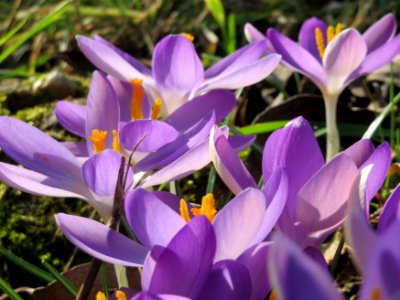 20150228Crocus_tommasinianus1