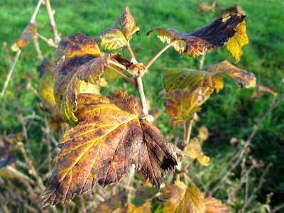 20141108Ribes_uva-crispa2