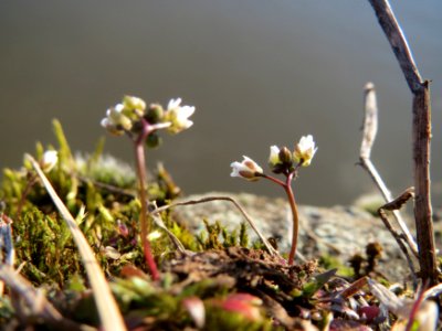20150228Draba_verna