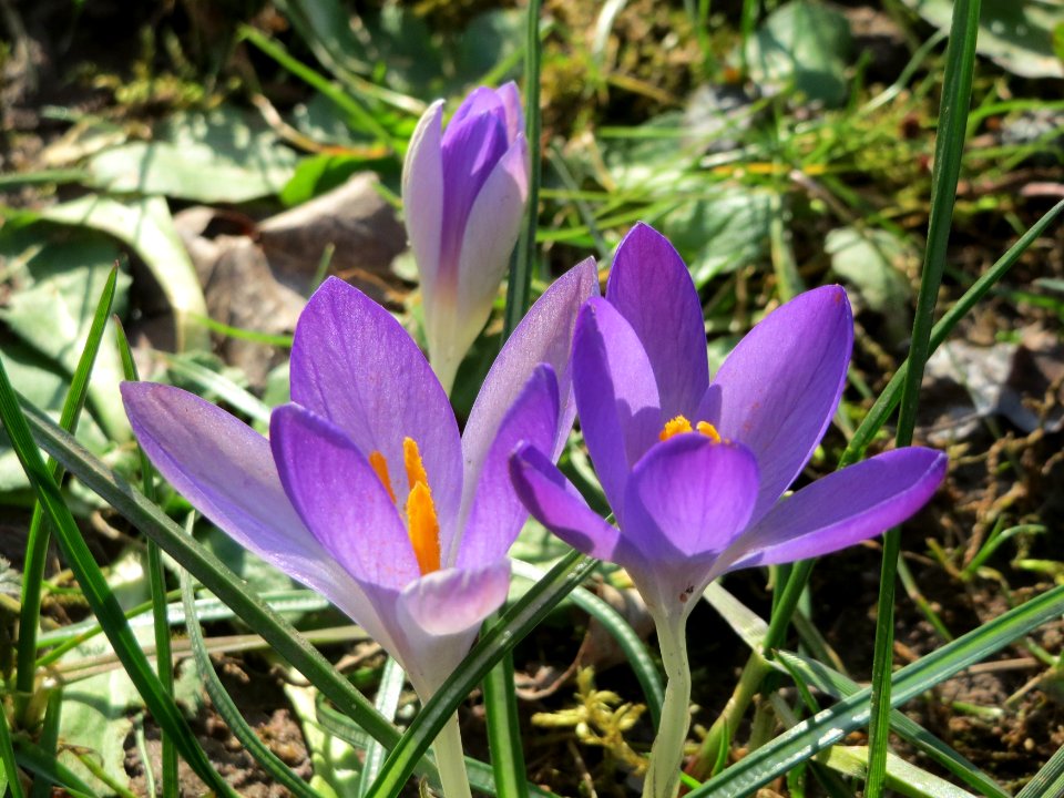 20150228Crocus_tommasinianus4