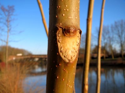 20150228Ailanthus_altissima2
