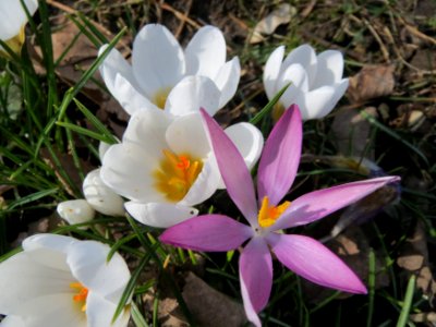 20150228Crocus1