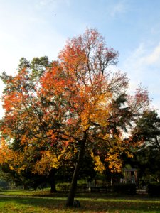 20141023Liquidambar_styraciflua