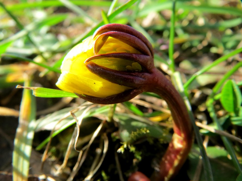 20150228Eranthis_hyemalis3