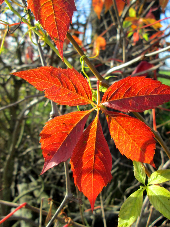 20141108Parthenocissus_quinquefolia4