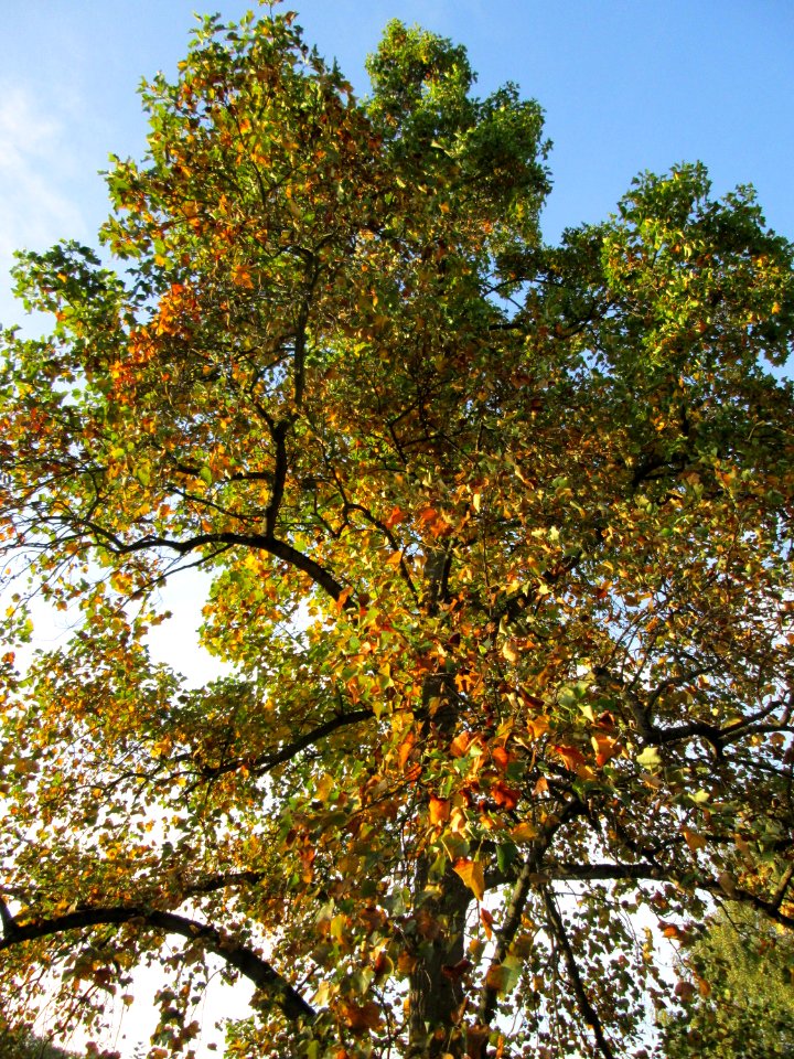 20141023Liriodendron_tulipifera1