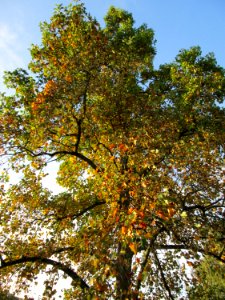 20141023Liriodendron_tulipifera1