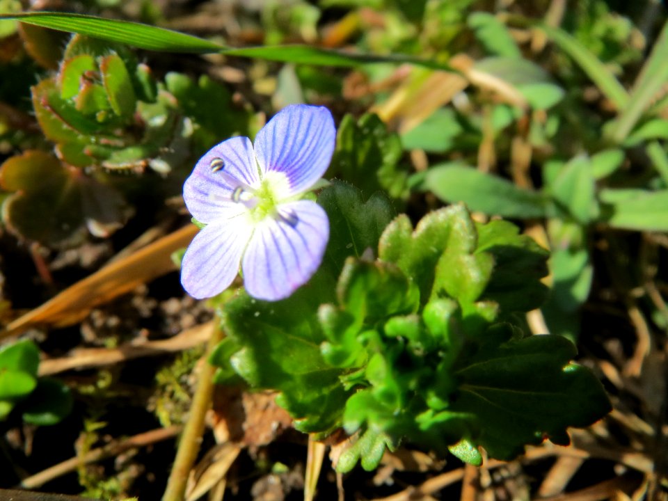20150226Veronica_persica3