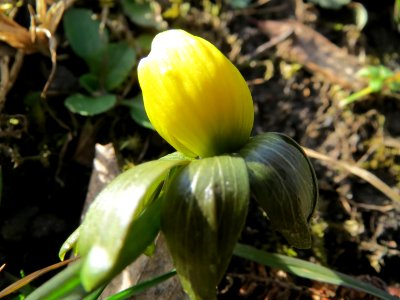 20150228Eranthis_hyemalis1