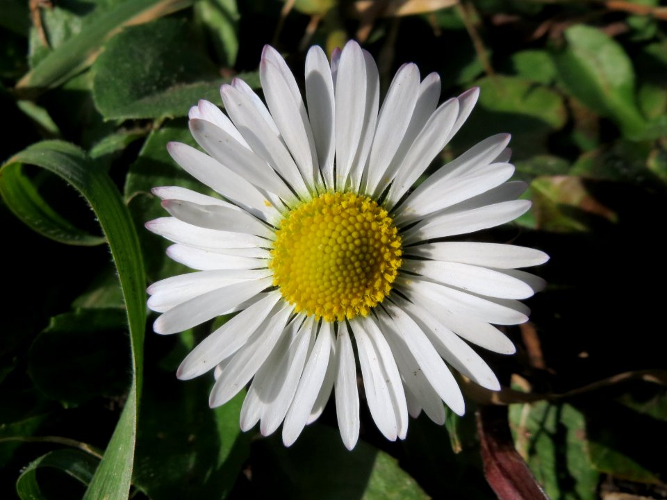 20150228Bellis_perennis