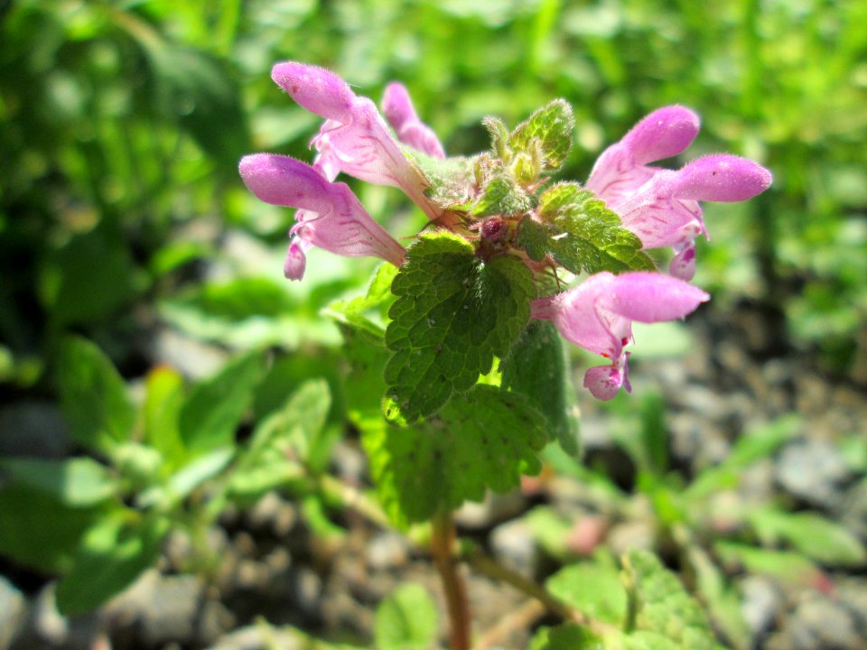 20141019Lamium_purpureum