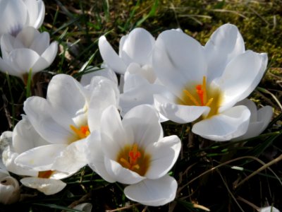 20150228Crocus8