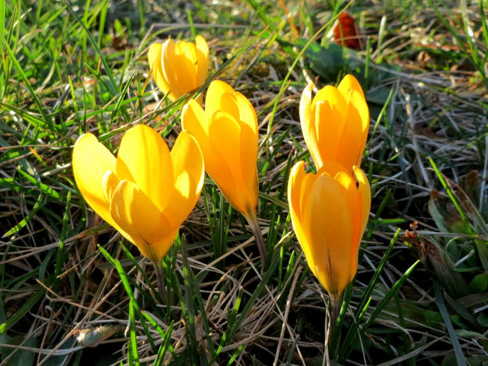 20150304Crocus_chrysanthus