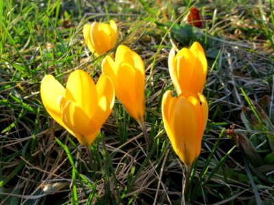 20150304Crocus_chrysanthus
