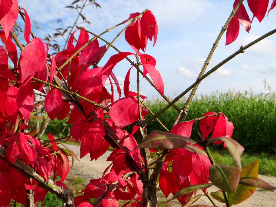 20141015Euonymus_alatus02