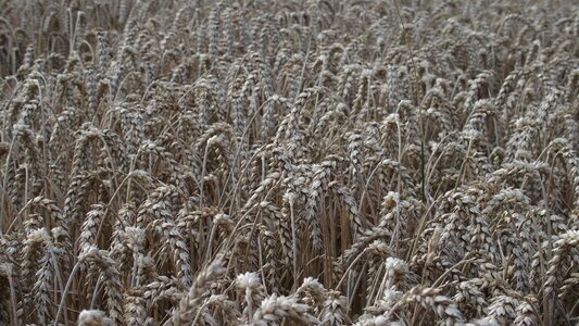 Texture nature agriculture