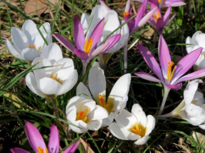 20150228Crocus4