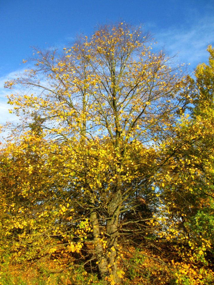 20141106Tilia_cordata2