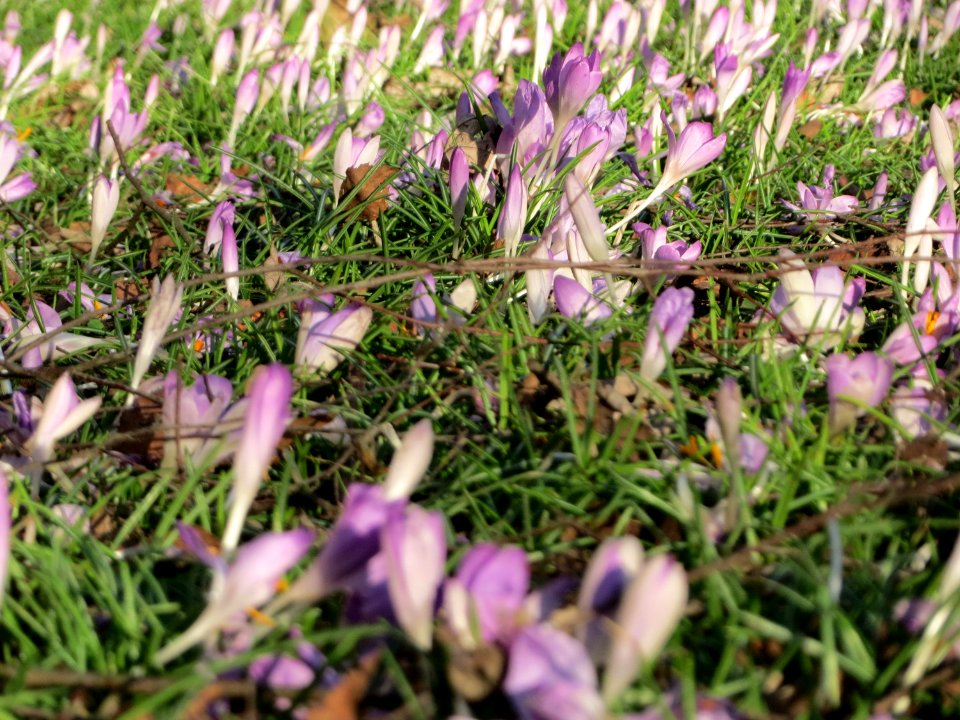 20150304Crocus_tommasinianus6