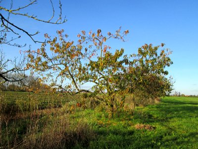 20141108Prunus_dulcis2