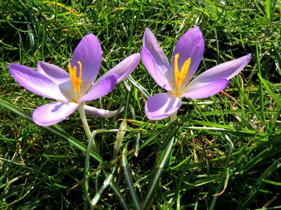 20150228Crocus_tommasinianus3