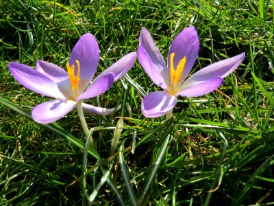 20150228Crocus_tommasinianus3