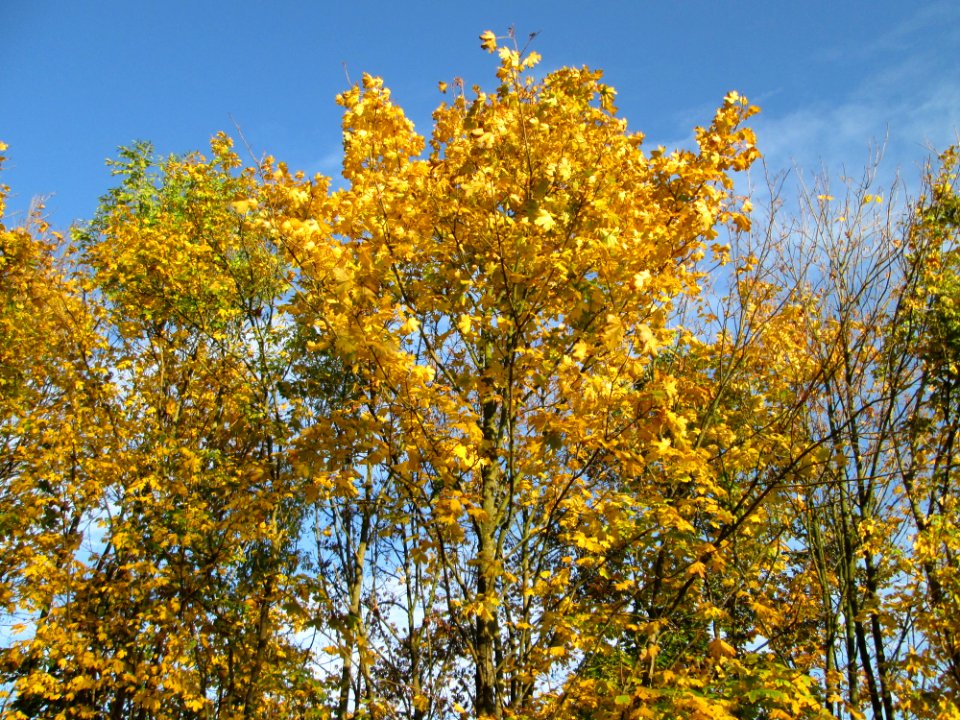 20141106Acer_platanoides6