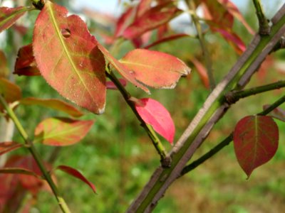 20141015Euonymus_alatus05