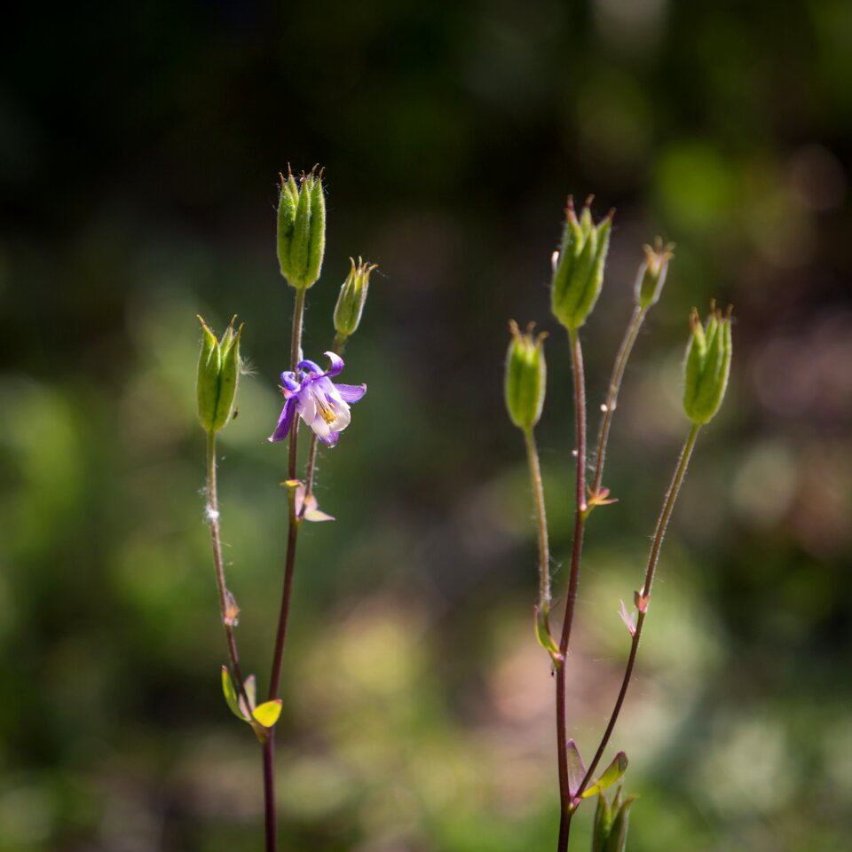 Forest woods floral