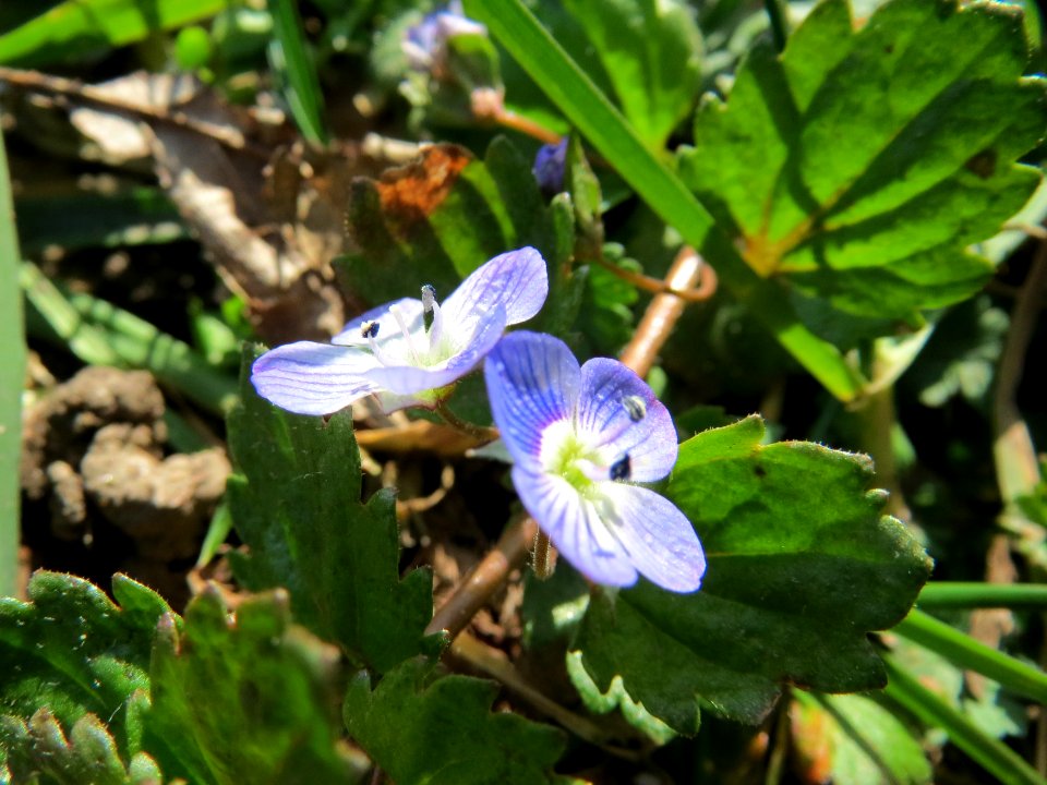20150226Veronica_persica1