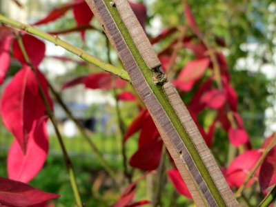 20141015Euonymus_alatus03